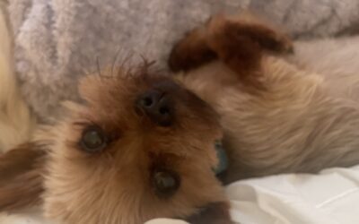 Rolo