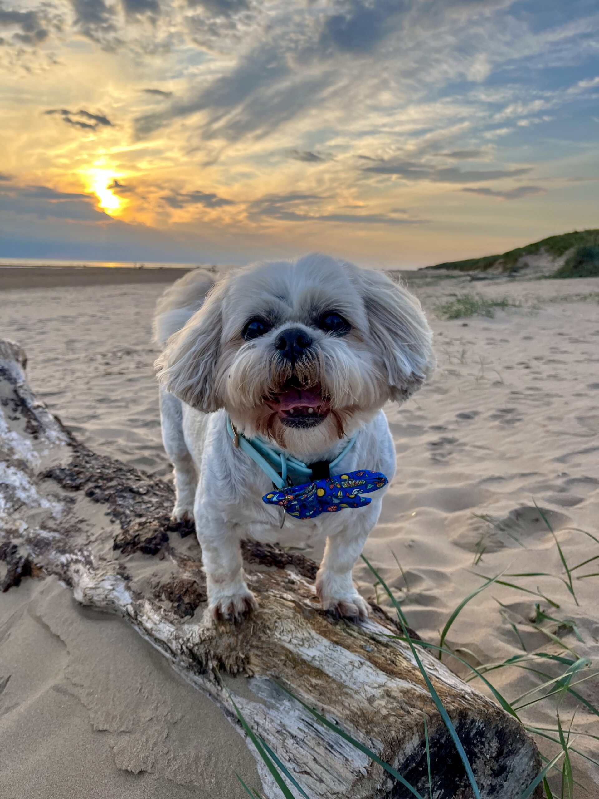 Molly photo